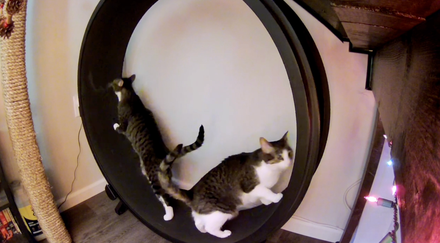 Two cats running on a large black wheel in an indoor room setting.