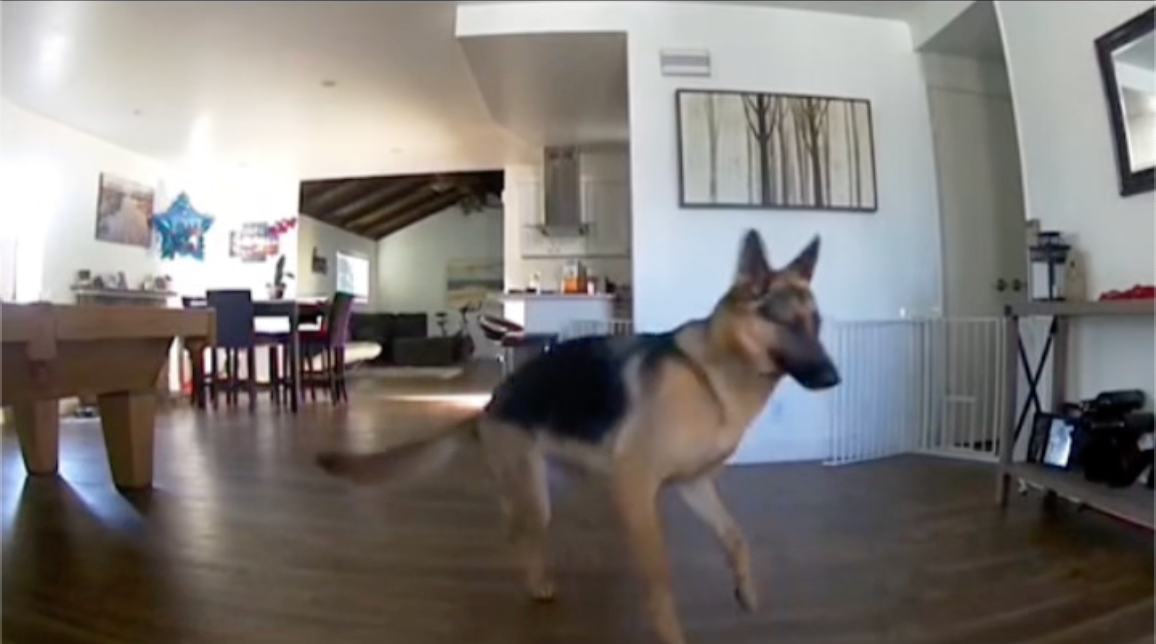 German Shepherd running through a modern living room.